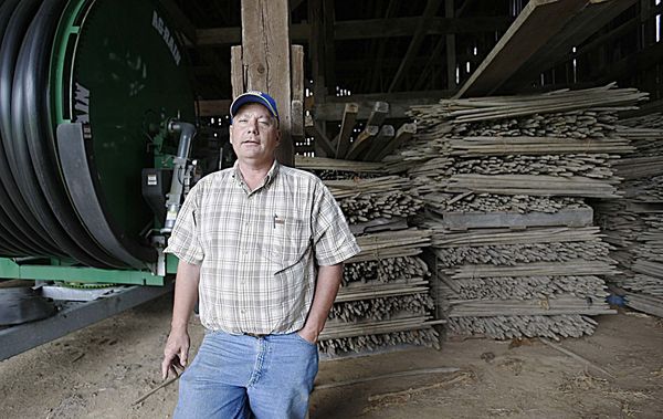 farmers tobacco company of cynthiana inc Big Tobacco cutting contracts with U.S. farmers | News, Sports, Jobs